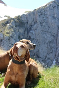 Hunde